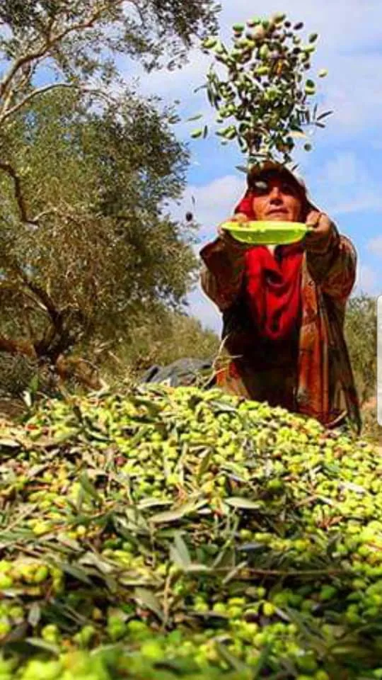 Continúa el secuestro y el saqueo en Afrin