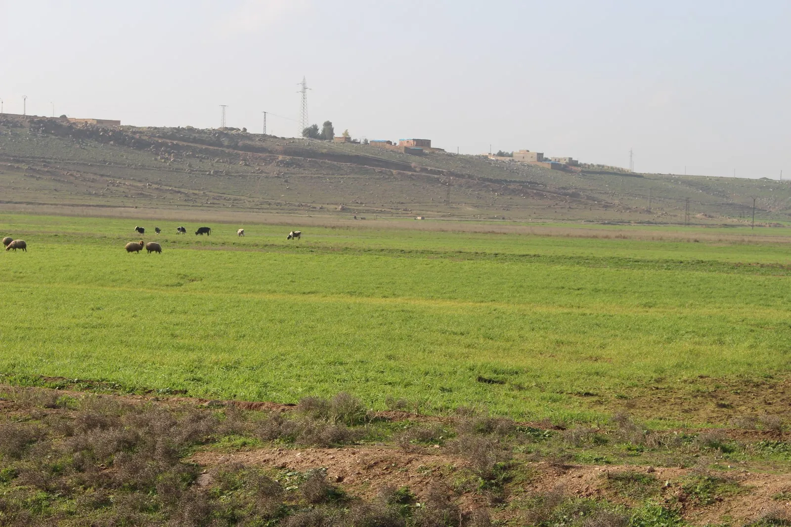 Zirus es una amenaza para la temporada agrícola en el cantón de al-Hasakah