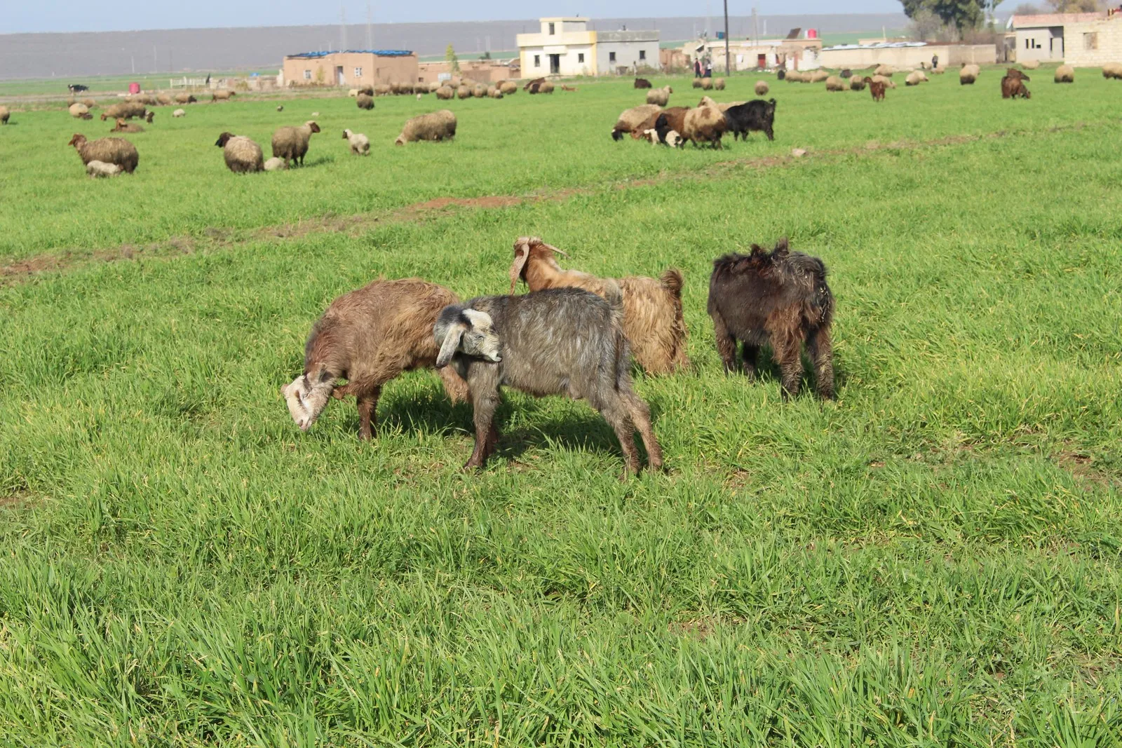 Zirus es una amenaza para la temporada agrícola en el cantón de al-Hasakah