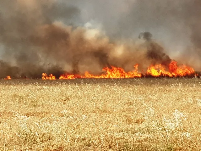 Cosechas de los agricultores vuelven a arder en Tirbe Spiyê y Tel Hamis