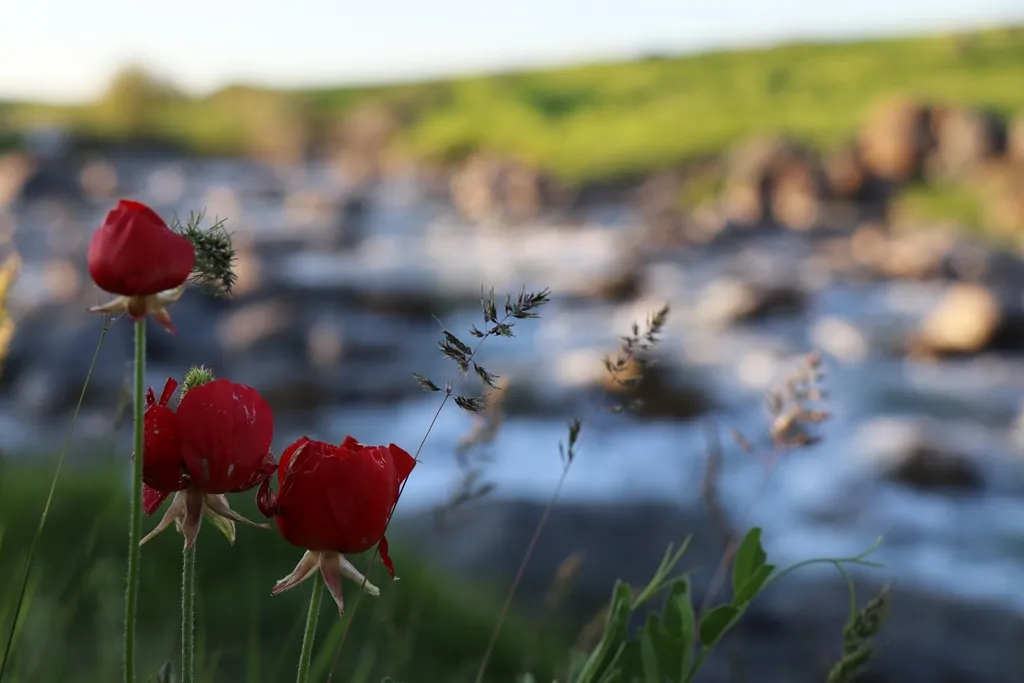 En fotos ... paisajes de primavera en Dêrik