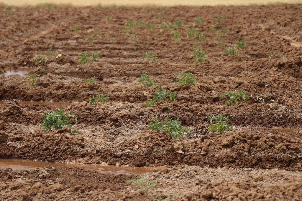 Desarrollo de proyectos agrícolas bajo la supervisión del Comité de Economía de la Mujer