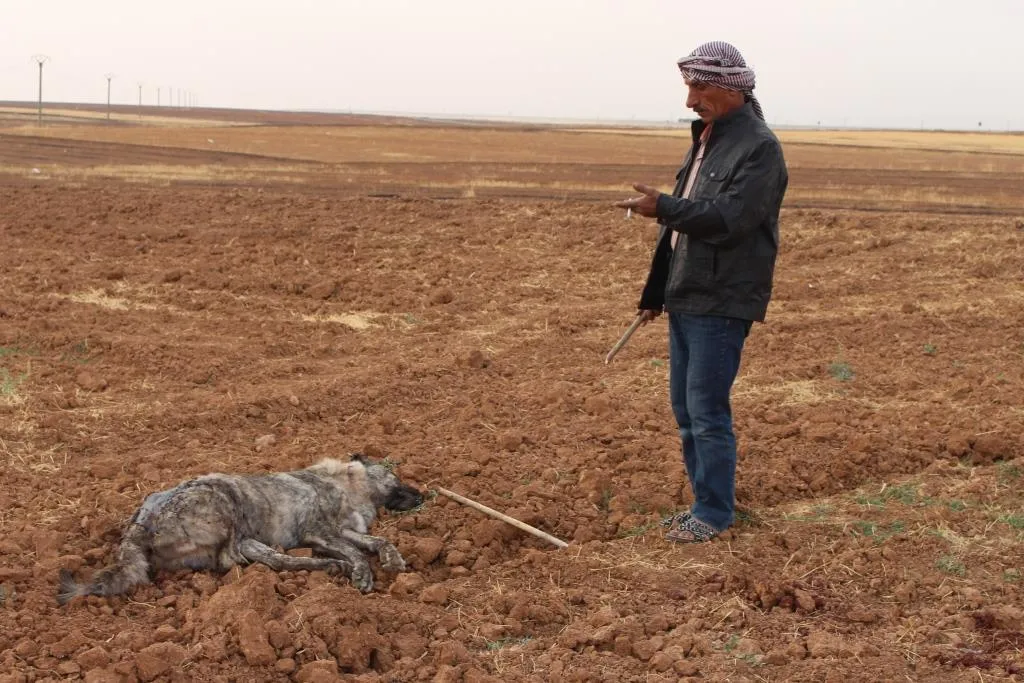 Otro método aterrador... Turquía libera perros feroces hacia las aldeas de Amuda