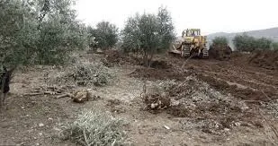 +7.000 olivos arrancados de raíz en la ocupada Afrin por la ocupación turca