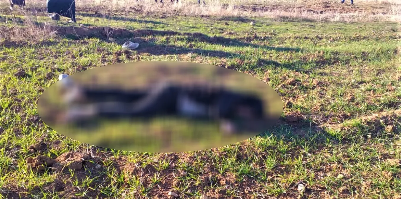 Mercenarios de la ocupación matan a un joven en el campo de Serêkaniyê