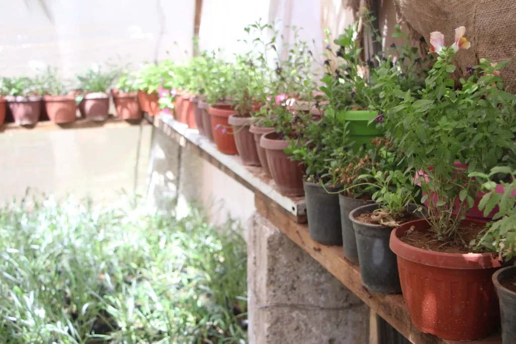 ​​​​​​​En una nueva iniciativa, una exposición de flores en Kobane