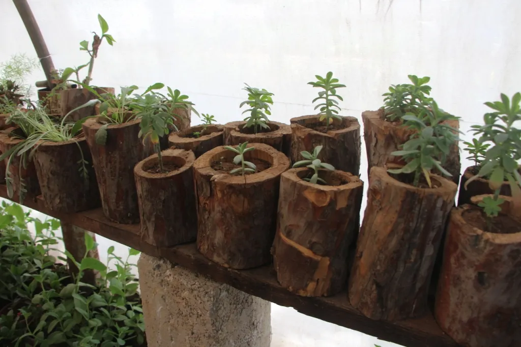​​​​​​​En una nueva iniciativa, una exposición de flores en Kobane
