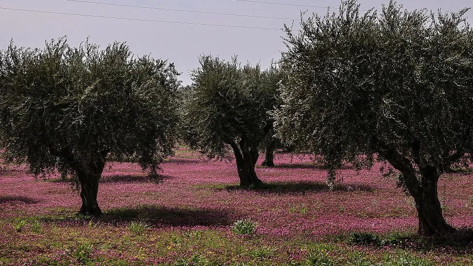 Mercenarios turcos se apoderan de 3 500 olivos en Kafr Safra