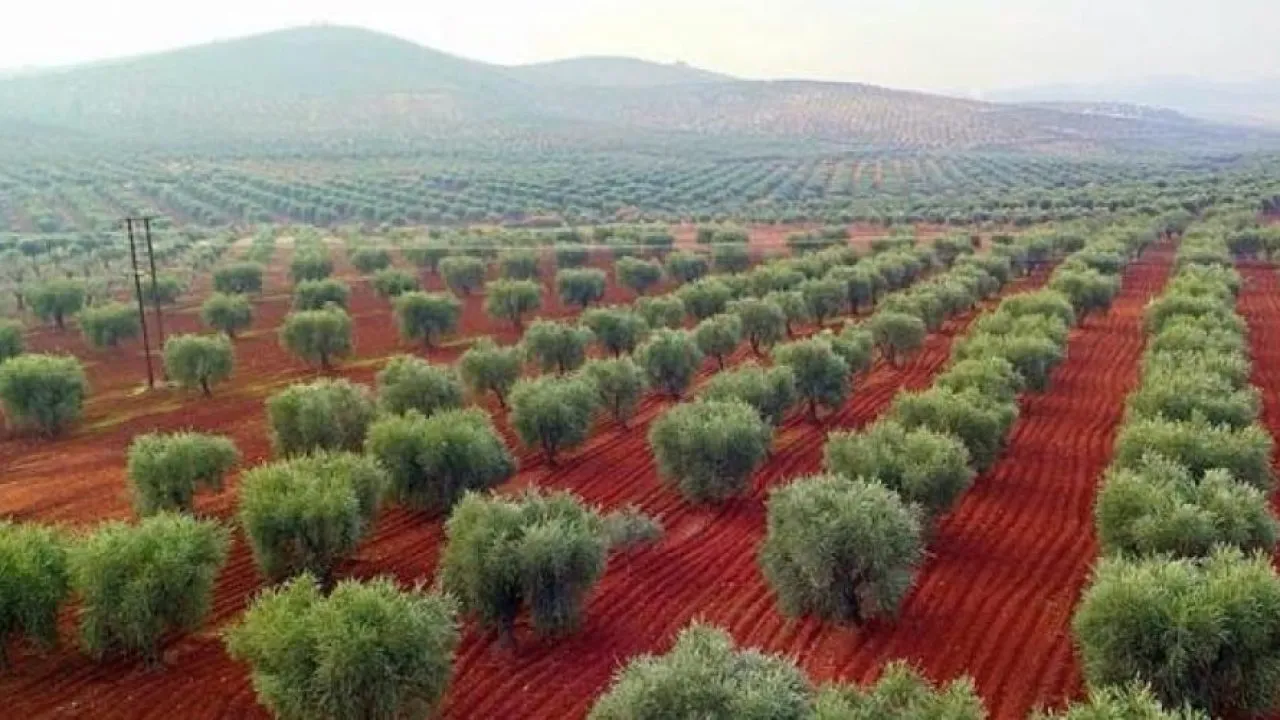 Mercenarios afiliados a la ocupación turca se apoderan de 32.000 olivos en Jendirsê de Afrin ocupada
