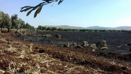 Talan 75 olivos perennes en el cantón ocupado de Afrin