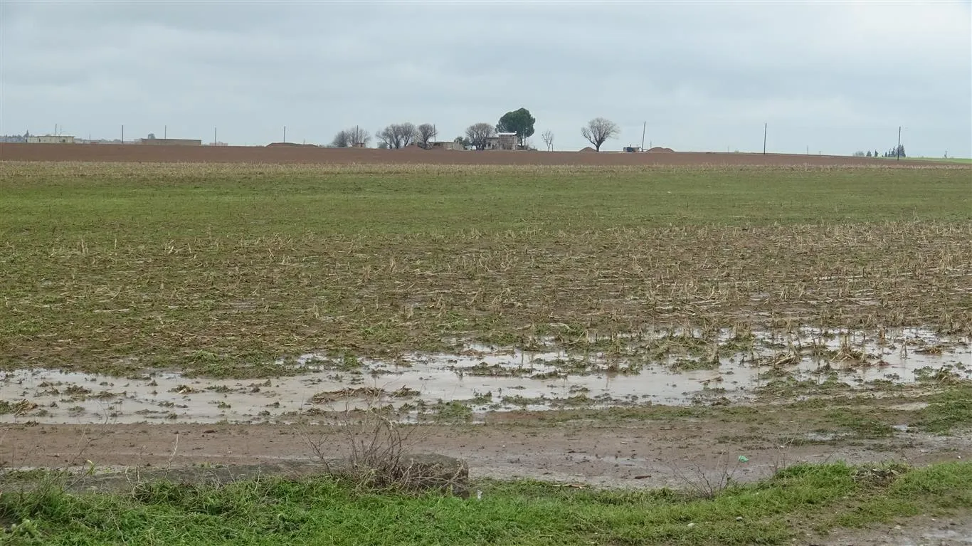 Las fuertes lluvias dañan los campos agrícolas en el distrito de Zirgan