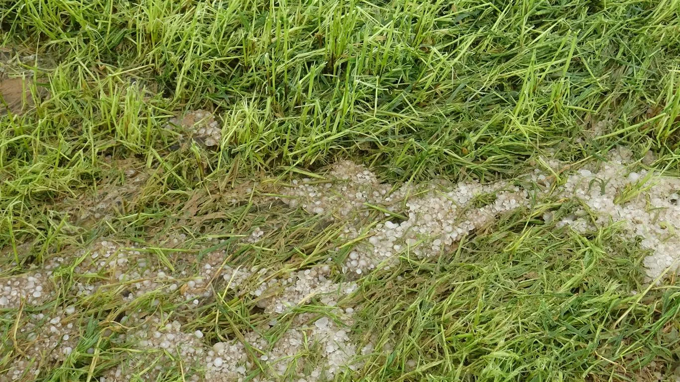 Las fuertes lluvias dañan los campos agrícolas en el distrito de Zirgan