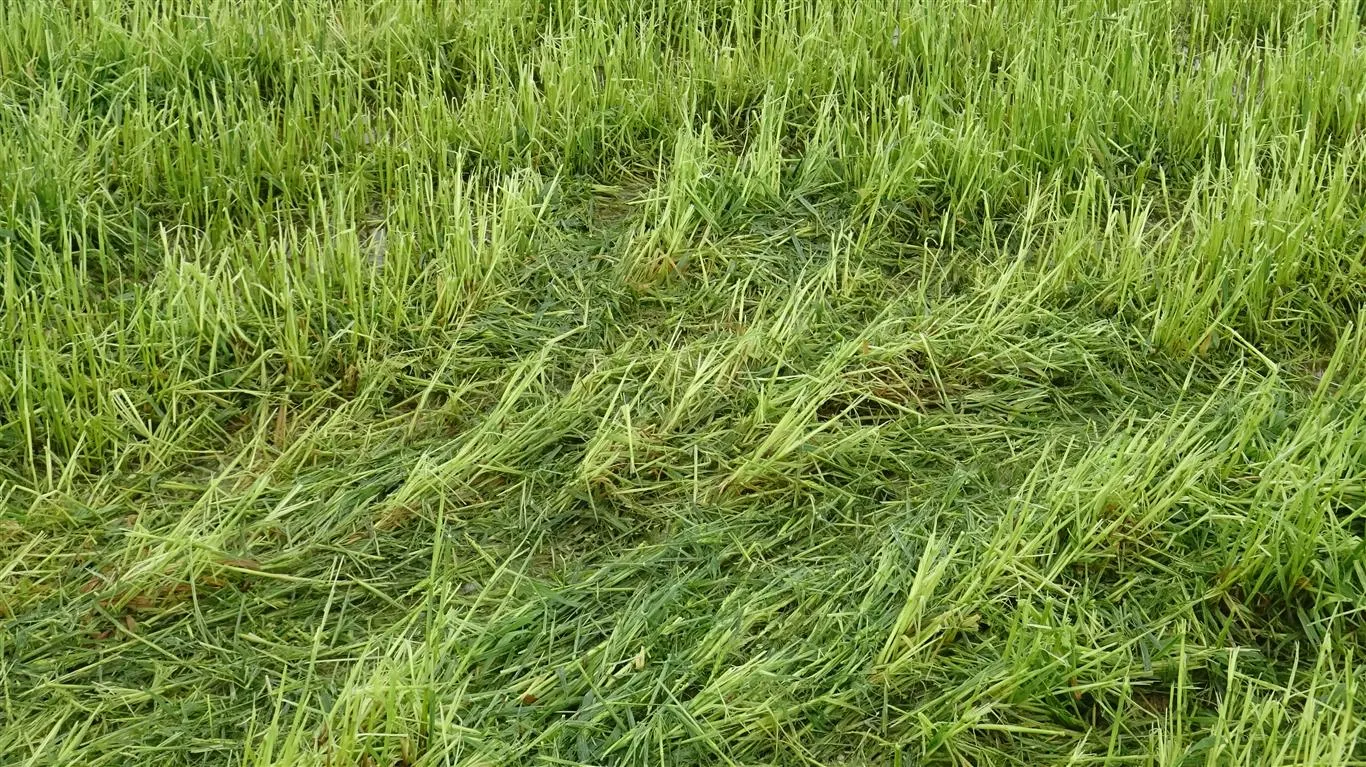 Las fuertes lluvias dañan los campos agrícolas en el distrito de Zirgan