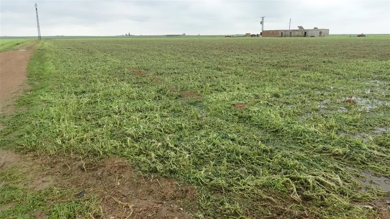 Las fuertes lluvias dañan los campos agrícolas en el distrito de Zirgan