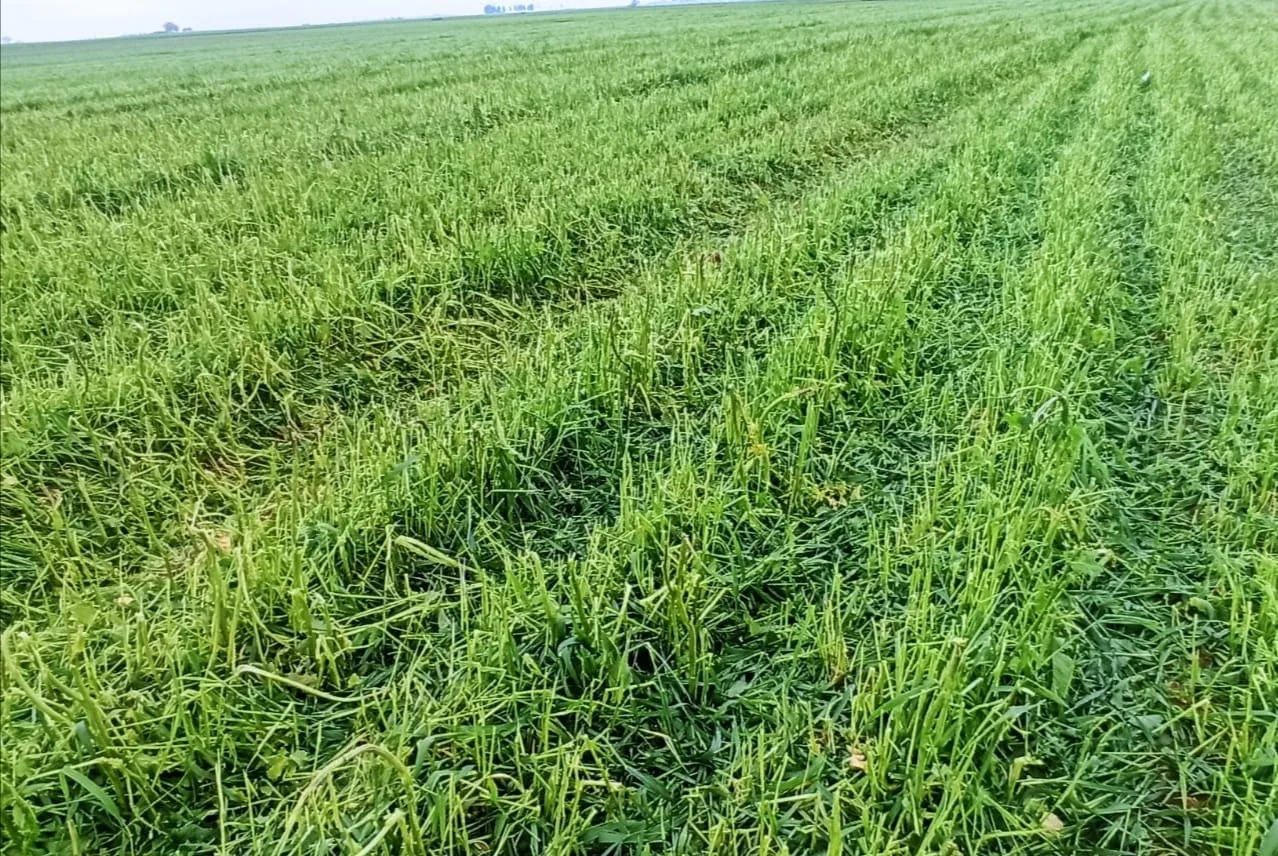 El Comité de Agricultura estudia daños por lluvias