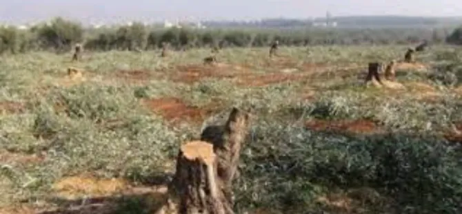 ​​​​​​​Colonos en Afrin ocupada talan olivos