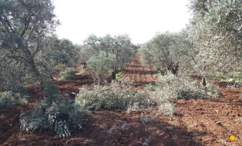 ​​​​​​​La ocupación turca tala decenas de árboles perennes y fructíferos