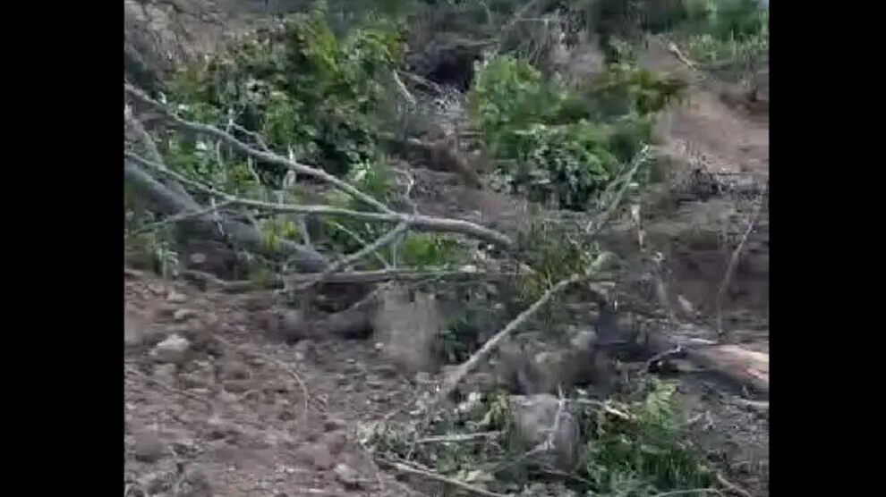 El ejército de ocupación tala bosques en Bedlîs