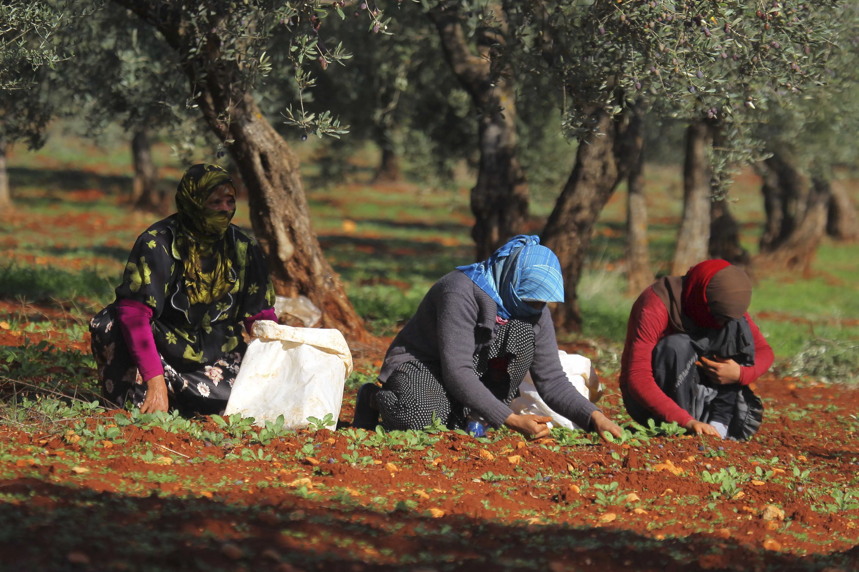 Mercenarios forman grupos para saquear los cultivos de olivo en la ocupada Afrin