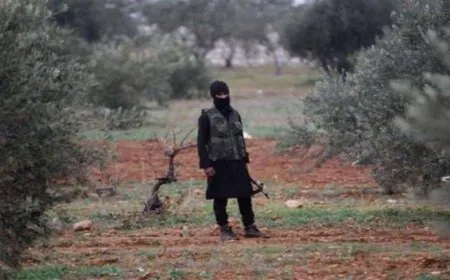 Los colonos roban la cosecha de 80 olivos en Afrin ocupado