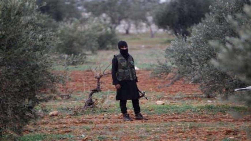 Los colonos roban la cosecha de 80 olivos en Afrin ocupado