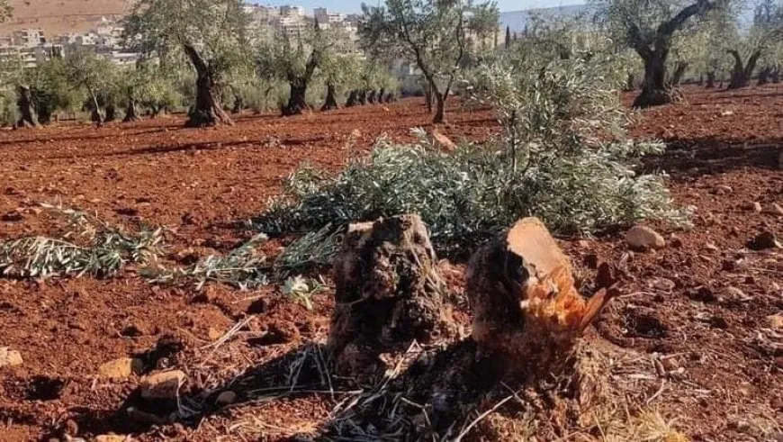 Los ocupantes turcos talan 25 olivos más en Afrin