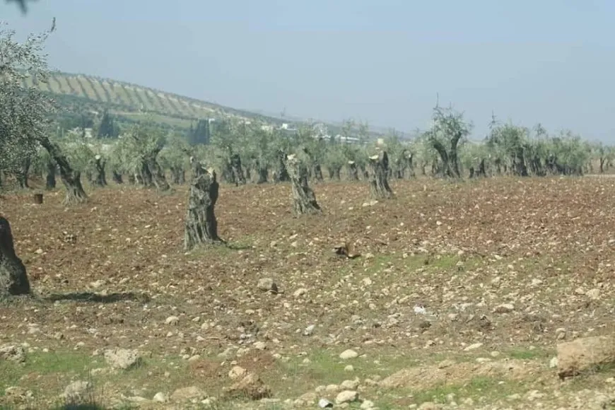 Durante los últimos dos años, Afrin ocupada vive una situación de caos e inestabilidad