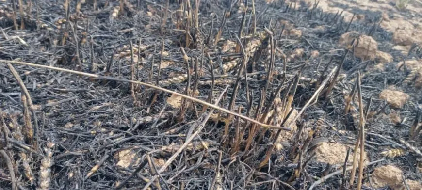 5 acres de campos de trigo arden en el fuego
