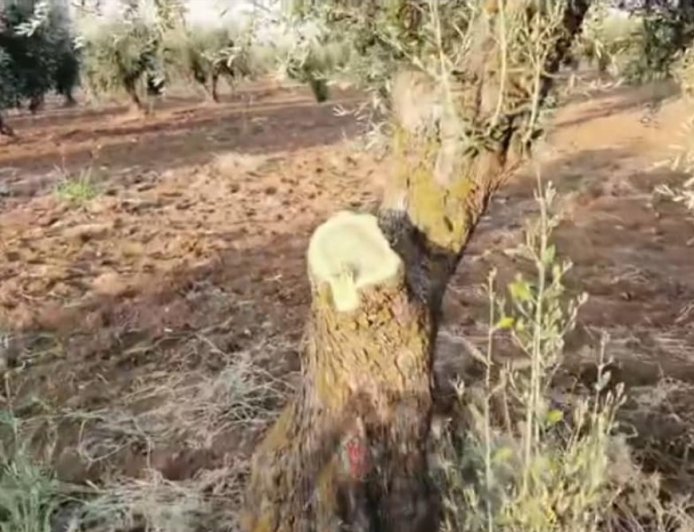 Los mercenarios turcos talan 200 olivos en Afrin