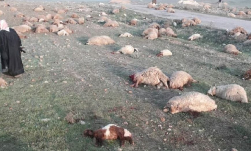 El ataque de ISIS mata a un pastor y 300 ovejas en el desierto sirio