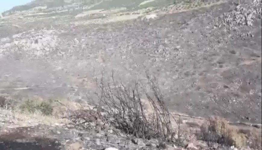 Mercenarios de la ocupación turca queman el bosque en Afrin ocupado