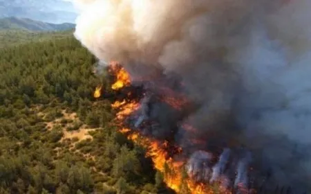 Los incendios provocados por mercenarios turcos plantean riesgos de desertificación