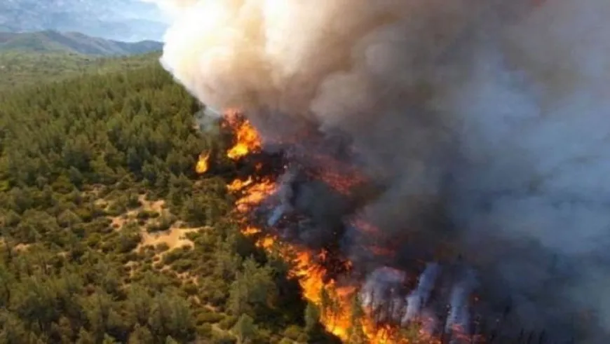 Los incendios provocados por mercenarios turcos plantean riesgos de desertificación