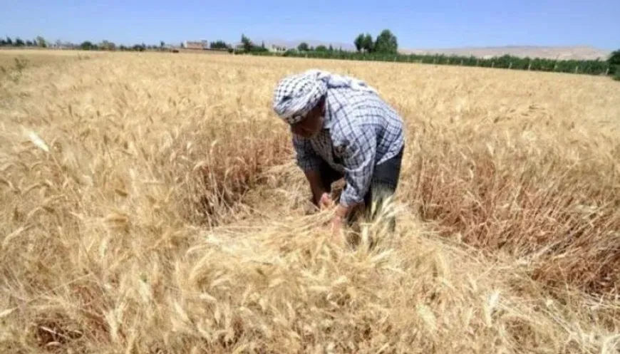Sequía en Siria: la amenaza contra la seguridad alimentaria se cierne en el horizonte