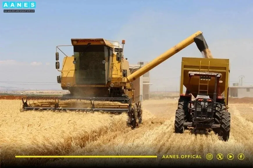 La producción de trigo este año se estima en 350.000 toneladas