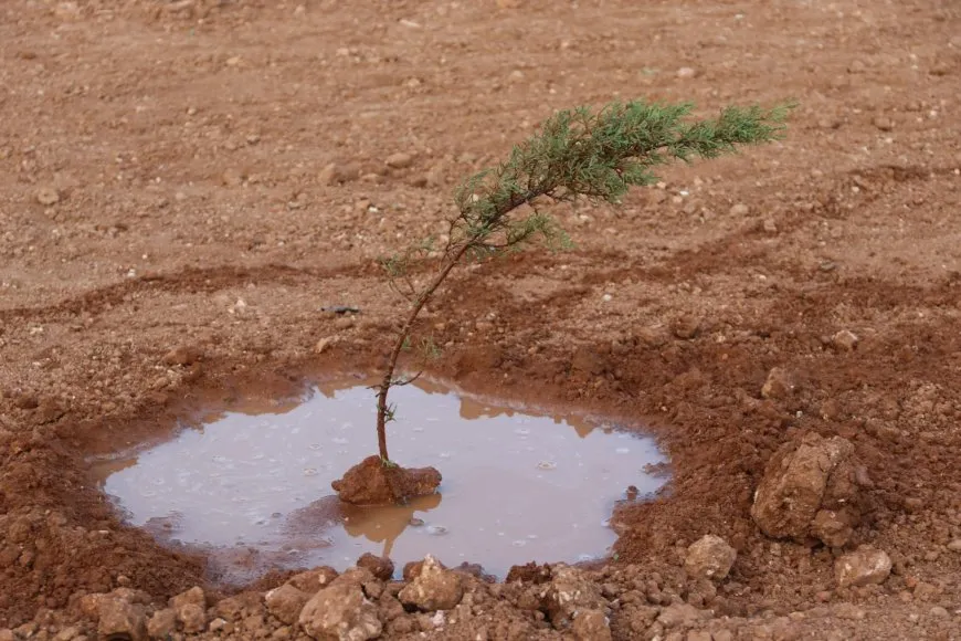 Los vecinos y el Comité de Medio Ambiente plantan árboles en Qamishlo