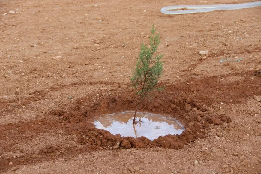 Los vecinos y el Comité de Medio Ambiente plantan árboles en Qamishlo