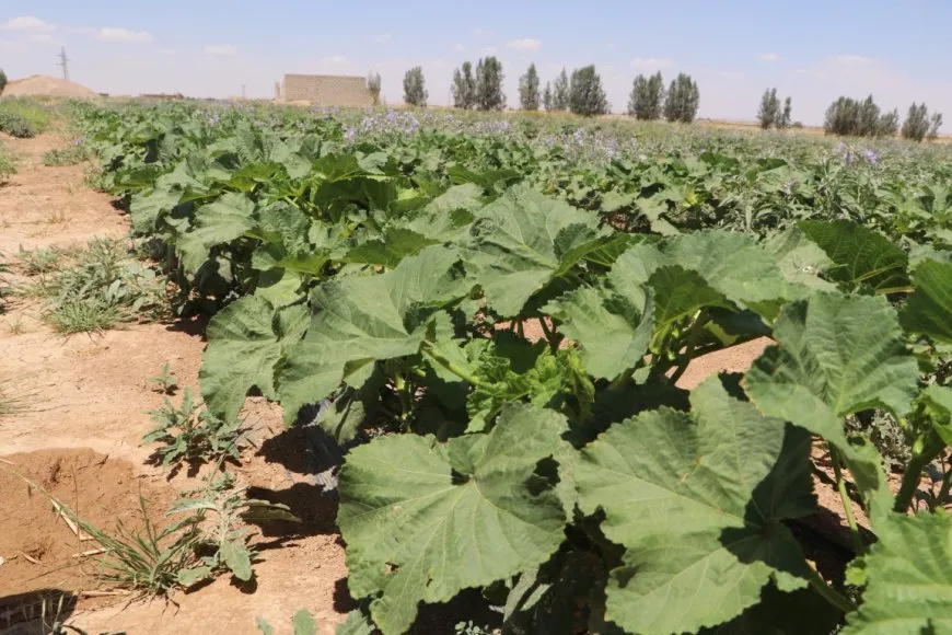  Las amenazas a la agricultura aumentan en las zonas rurales de Hasaka