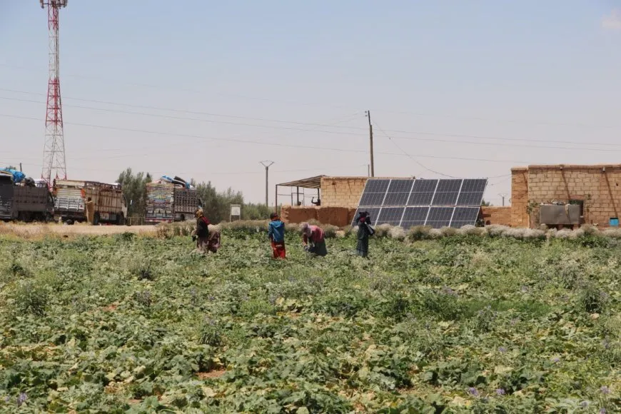  Las amenazas a la agricultura aumentan en las zonas rurales de Hasaka