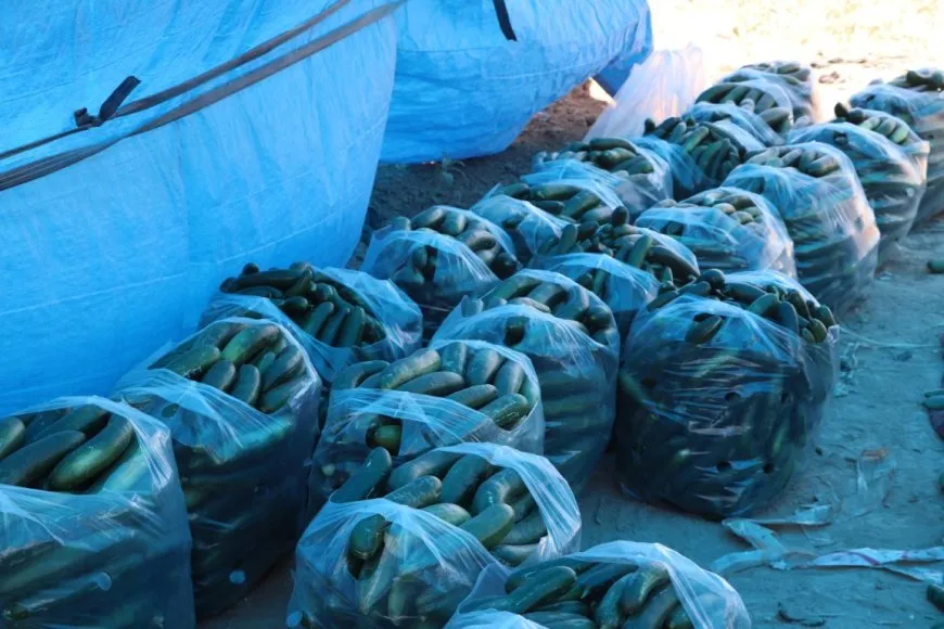  Las amenazas a la agricultura aumentan en las zonas rurales de Hasaka