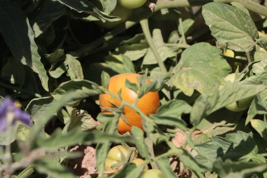  Las amenazas a la agricultura aumentan en las zonas rurales de Hasaka