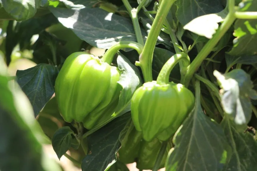  Las amenazas a la agricultura aumentan en las zonas rurales de Hasaka