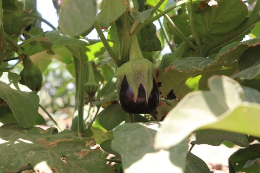 Las amenazas a la agricultura aumentan en las zonas rurales de Hasaka