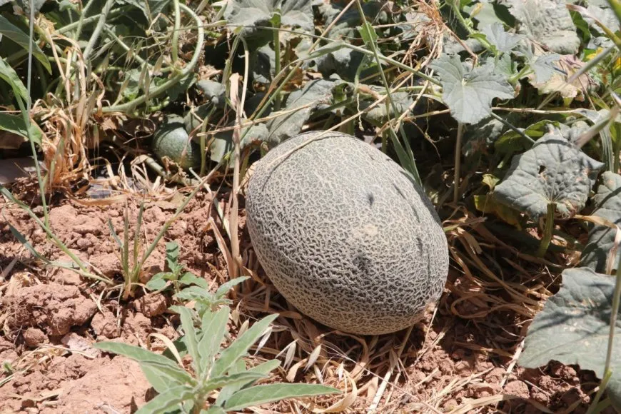  Las amenazas a la agricultura aumentan en las zonas rurales de Hasaka