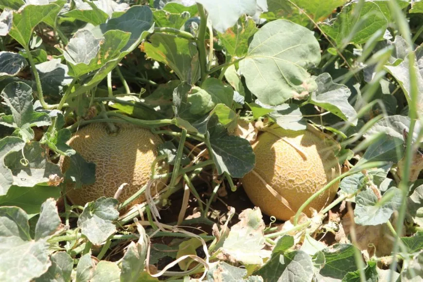  Las amenazas a la agricultura aumentan en las zonas rurales de Hasaka