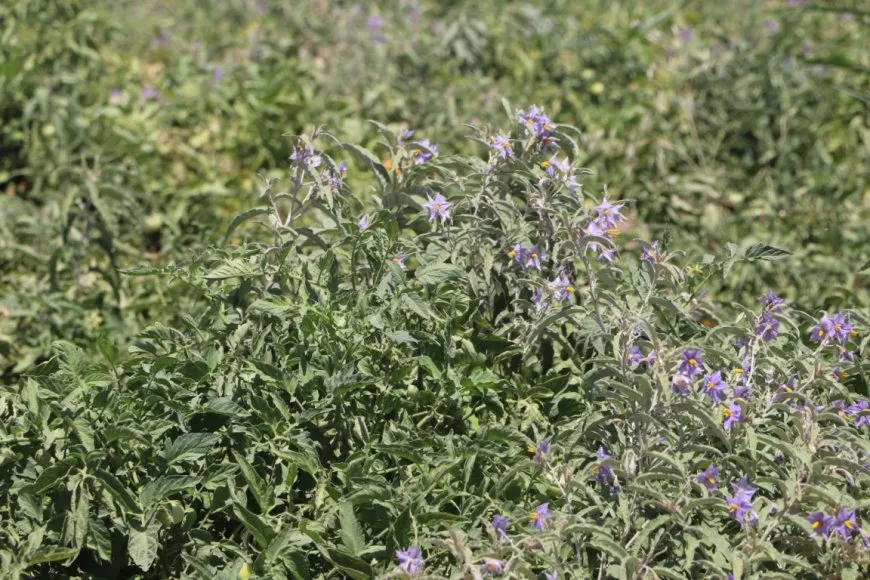  Las amenazas a la agricultura aumentan en las zonas rurales de Hasaka