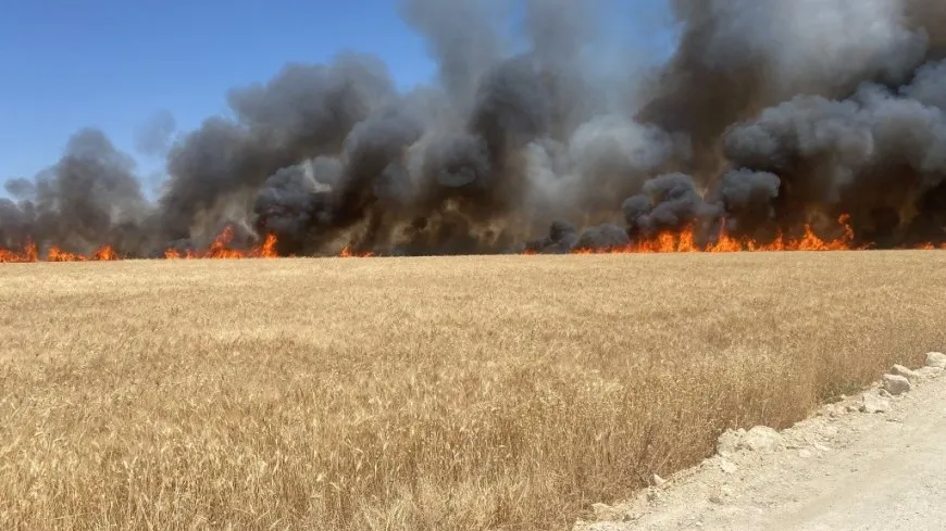 Arden 20 acres de trigo en las afueras de Kobanê