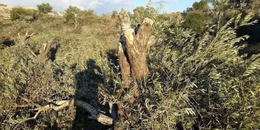 Mujer IDP narra su tragedia después de 8 años de éxodo de la Tierra de las Aceitunas