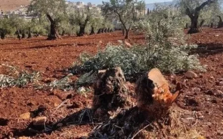 Los colonos roban la cosecha de más de 50 olivos en Afrin ocupada