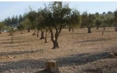 Mercenarios de la ocupación turca expulsan a un residente de Şehba y se apropian de su olivar